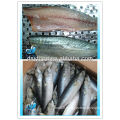 FROZEN PACIFIC MACKEREL FILLET/PACIFIC MACKEREL WHOLE ROUND